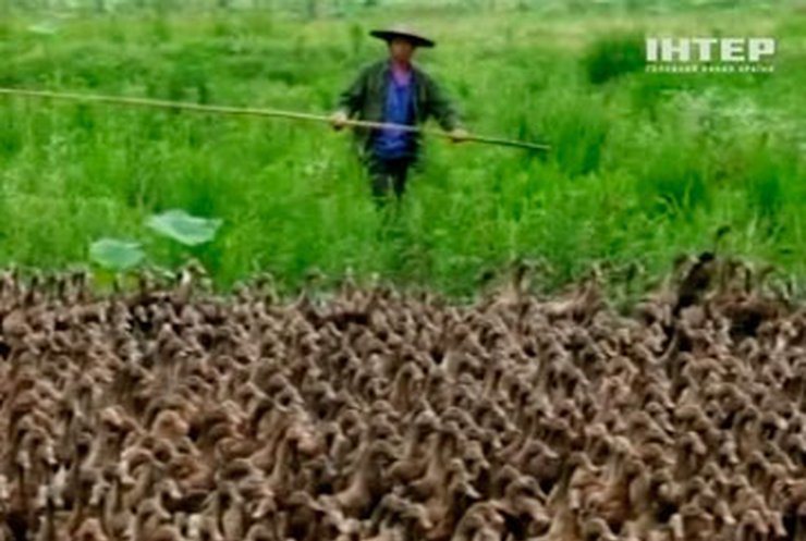 Китайский фермер, перегоняя уток, создал огромную пробку на дороге