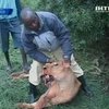 Кенийские крестьяне убили львов из национального природного парка