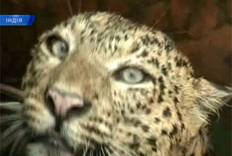 Жители индийского села спасли леопарда