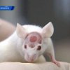 Японские ученые создали искусственную печень на голове у мыши
