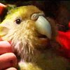 Новозеландские ученые выпустили на свободу самого крупного попугая в мире