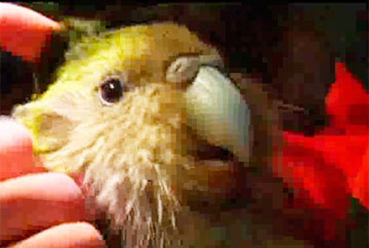 Новозеландские ученые выпустили на свободу самого крупного попугая в мире