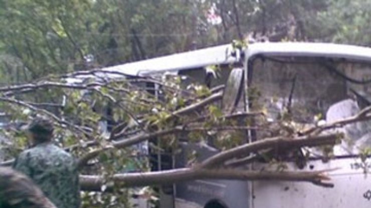 В Днепропетровской области дерево упало на автобус с людьми