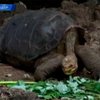Умерла редкая гигантская слоновая черепаха
