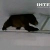 В гараж жительницы Калифорнии забрался медвежонок
