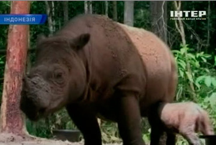 В Индонезии родился детеныш суматранского носорога
