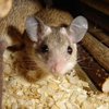 В США наркоманы угнали грузовик с мышами