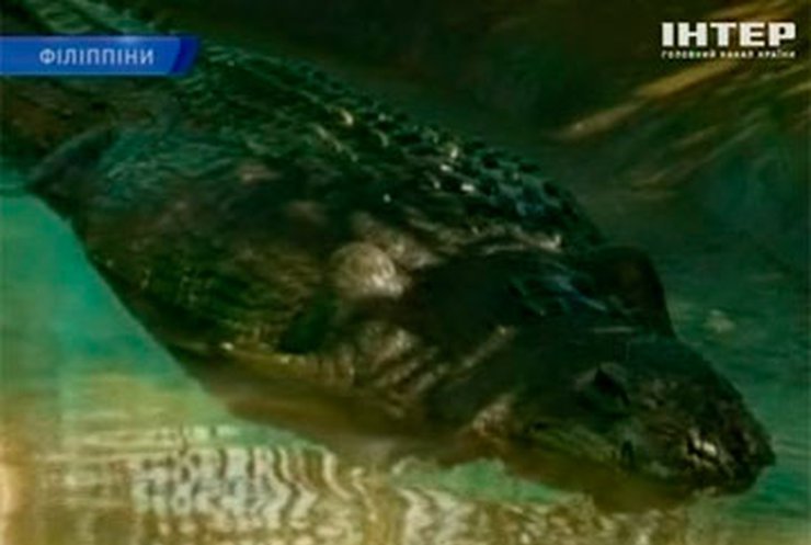 Самый большой аллигатор живет на Филиппинах