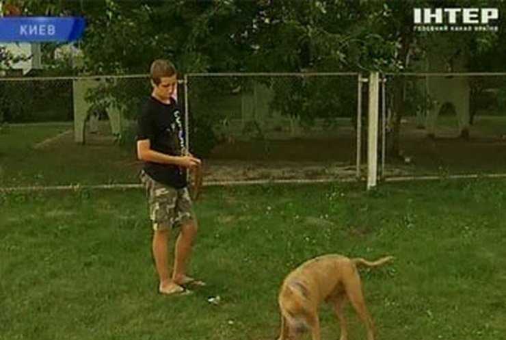 Киевские волонтеры собирают брошенных собак бойцовских пород