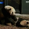 В токийском зоопарке родилась панда