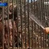 Работники черкасского зоопарка помогают животным справиться с жарой