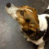 В Ирландии потерявшегося пса вернули хозяйке с помощью Twitter