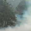 Горевший лес на Полтавщине тушили более 10 часов