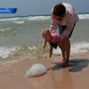 В Израиле полчища медуз отвадили отдыхающих от моря
