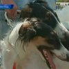 В Кировограде прошла всеукраинская выставка охотничьих собак