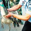 В Китае конфисковали контрабанду деликатесных крокодилов