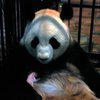 В зоопарке Токио умер новорожденный детеныш панды