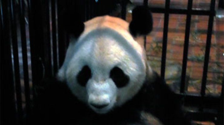 В зоопарке Токио умер новорожденный детеныш панды