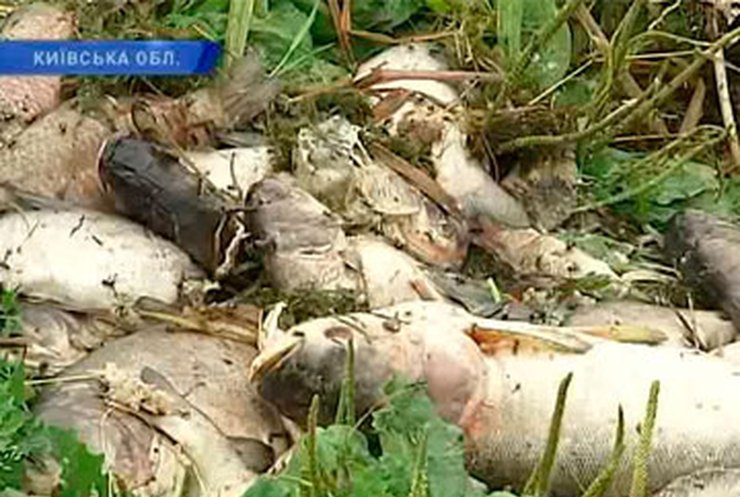 В селе на Киевщине в озере погибла рыба