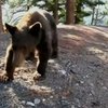 Медвежонка, который влез в дом в США, отпустили на свободу