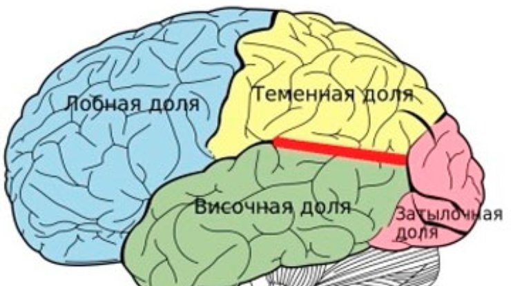 Ученые связали альтруизм с размерами височно-теменного соединения мозга