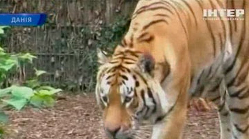 В зоопарке Копенгагена тигры загрызли человека