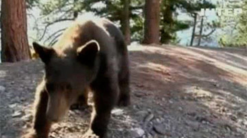 Медвежонка, который влез в дом в США, отпустили на свободу