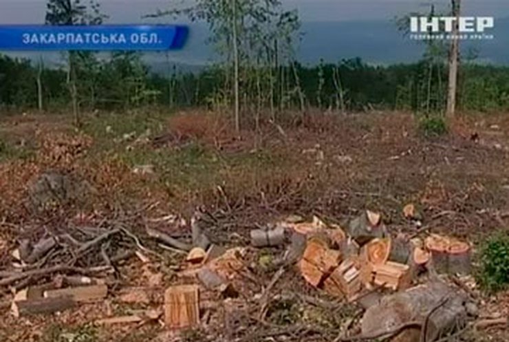 Вырубкой леса на Закарпатье занялись в заповедной зоне
