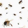В Швеции тысячи пчел атаковали офисное здание