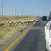 В Южной Африке водитель убил 25 человек