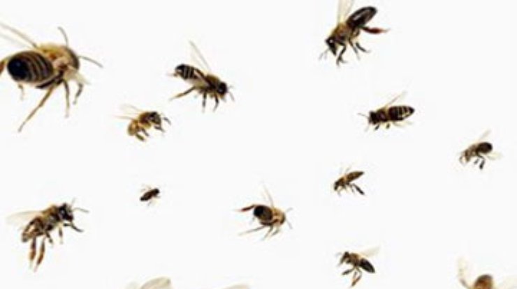 В Швеции тысячи пчел атаковали офисное здание