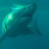 В Астралии могут снять охранный статус с белых акул
