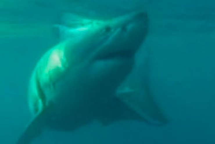 В Астралии могут снять охранный статус с белых акул