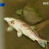 США страдают от сильной засухи