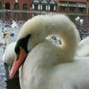 Из-за ливней на Темзе не могут провести традиционный подсчет лебедей