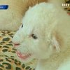 В Крыму сразу две пары белых львов дали потомство