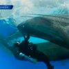 Индонезийские экологи помогли акуле выбратся из рыбацких сетей