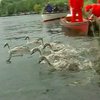 Проливные дожди сорвали перепись королевских лебедей на Темзе