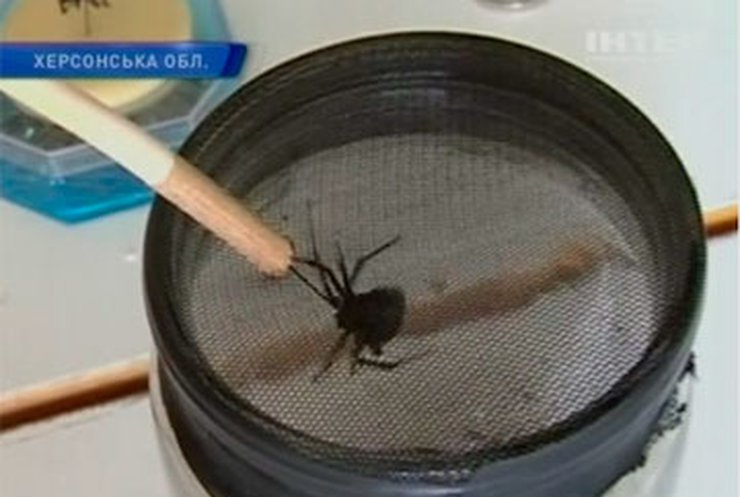 На Херсонщине активизировались ядовитые пауки каракурты