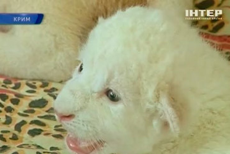 В Крыму сразу две пары белых львов дали потомство