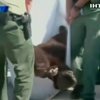 Калифорнийский медведь открыл страничку в соцсети