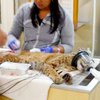 В Сиэтле к заключенным наведалась рысь