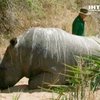 Азиатские носороги на грани вымирания из-за браконьеров
