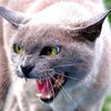 В Винницкой области объявили карантин из-за бешеной кошки