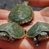 С американской фермы сбежали полторы тысячи черепах