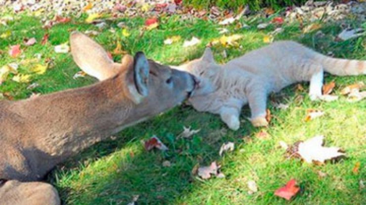 В зоопарке Одессы завязалась дружба между котом и косулей