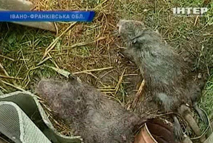 Жители прикарпатского села пострадали от ночного визита неизвестного хищника