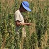 Ливанские фермеры отбили у армии поля марихуаны