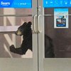 В Пенсильвании медведица совершила набег на торговый центр