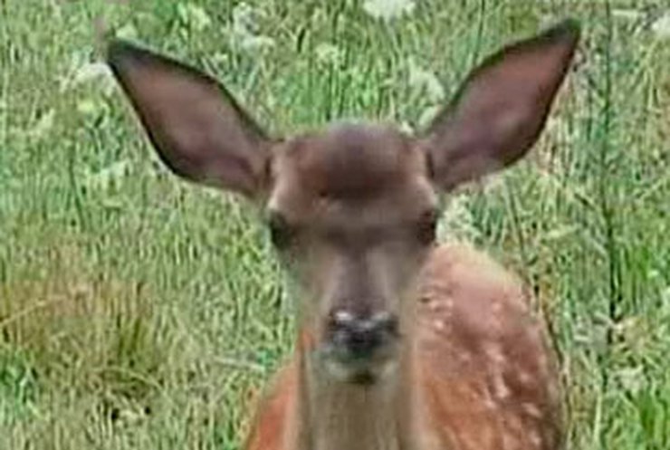 Галицкий природный парк объявил конкурс на лучшее имя найденному олененку